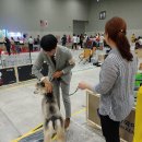 김지순애견미용학원 이미지