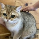 고양이별 캣 카페 이미지