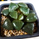 혜인이네꽃가게 이미지