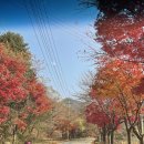 Monthly :: 11월_포레스트 리솜/루이비스 드레스 셀렉/리쥬란힐러/실업급여2차/청첩장모임/루이비스...