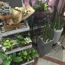 상록꽃화원 이미지