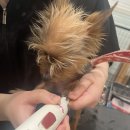 마이뷰티독 이마트 월계점 이미지