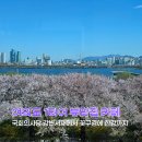 푸른강변 | 여의도 한강뷰 카페 강변서재 국회의사당 벚꽃 명소 오픈런 후기
