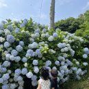 동광리-7 | 제주여행 동광리 수국 포토존 길모퉁이 가게 24.06.24