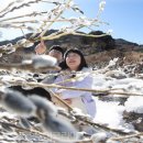 버들강아지 이미지