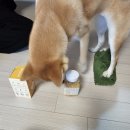 아모망