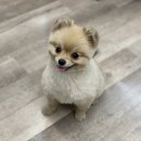 네발친구 이미지