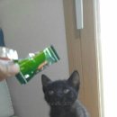 로얄동물메디컬센터 강동 이미지