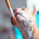 행복한고양이 - 고양시 일산동구 무궁화로 32-21 | 행복한고양이