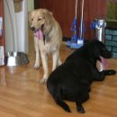 까비애견 이미지