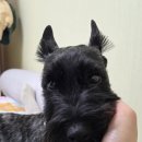 바오펫살롱 이미지