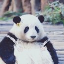 화화 이미지