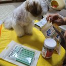 수원-0505 | 수원 무인펫샵 추천! 견생냥품 정자동점 방문기 (강아지용품점 만족도 최고)