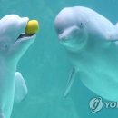 벨루가 연합뉴스