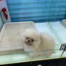리얼독스쇼룸 | 일산 강아지분양 리얼독스에서 만난 운명의 말티즈 분양 후기