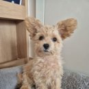 코지펫살롱 이미지