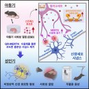 국제정원석 이미지