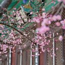 낙안읍성 관광안내소 이미지