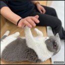 낄낄고양이 | [시흥 정왕동 고양이카페] 캣플 코지눅 시화점 후기
