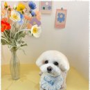 하이뭉치(Hi Moongchi) | 세교동애견미용 사랑으로 가득한 평택 우리 아이 뷰티샵 하이뭉치 방문 후기