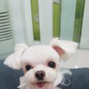 플러스애견미용실 이미지