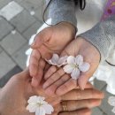 해병대사령부 | 2026 진해군항제 주차장 꿀팁과 진해관에서 공짜 휴대폰 충전기 받은 후기