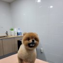 멍멍아 또 와 이미지