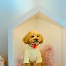 펫클럽 오산점 이미지