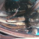 상아 수산 이미지