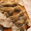 4월24일.활감성돔,활광어,민어,대청도암치홍어,암치간제미,감성돔,파래김,활주꾸미 이미지