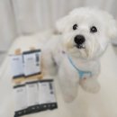 하이독 | 하이독 케어브이 &lt;판크프&gt; 췌장처방식 후기