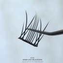 블랙스완래쉬 | 올리브영 키보 삐삐래쉬 노글루 속눈썹 쉽게 붙이는 방법은? #블랙스완