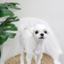 멍데이즈 이미지