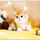 강남고양이분양 호야캣 이미지