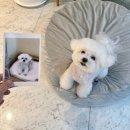 쌍용초등학교 | 천안 쌍용동 애견미용 강아지 미용실 비숑 귀툭튀컷 허그멍