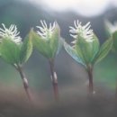 으뜸농원 네이버블로그
