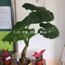 서울금낭화유치원 | 5월 대모산에서 볼 수 있는 꽃들