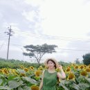 해바라기농장 네이버블로그