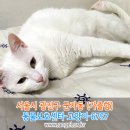 고양이를찾습니다,터키시앙고라,수컷,서울시 광진구 군자동(외출후 돌아오지 않음) 이미지