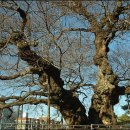 푸조와곰솔 이미지