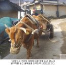 소달구지 이미지