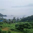 가덕도 동백군락지 이미지