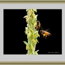 옥수수 수꽃과 벌 이미지