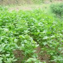 화랑골민박 이미지