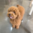 쥬니애견 이미지