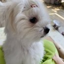 야옹아멍멍해봐 용인보정점 이미지