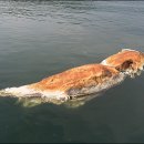 [통영 동물사체] 통영 해상 괴물체 발견 ... 바다코끼리? 고래?, 동물사체 발견!! 이미지