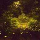 반딧불이 이미지