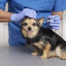 조이동물의료센터 이미지