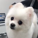 Dr.수동물병원 이미지
